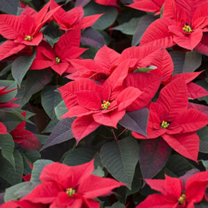 poinsettia_400x400 Biocontrol and Integrated Crop Management products for your poinsettia plant, poinsettia flower